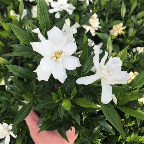 gardenia jasminoides frost proof.